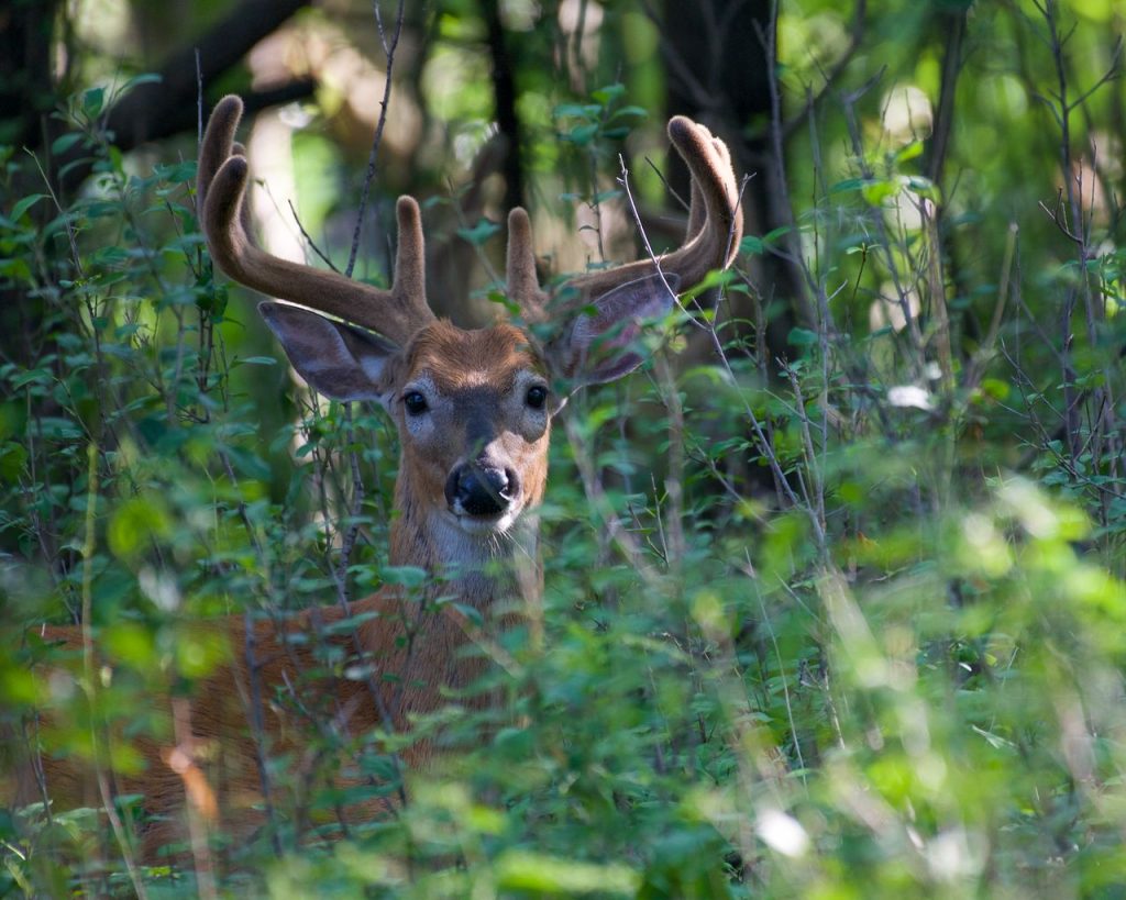 Close-up of a buck with antlers in a dense forest, showcasing wildlife beauty.
